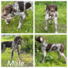 2 AKC Male GSP pups available