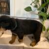 AKC Rottweiler puppies