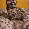 F2 Bengal Kitten
