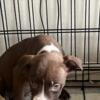 3 Female PitBull Puppies For Sale