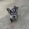 Akc French Bulldog puppy