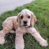 Male cocker spaniel puppy