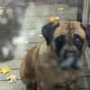 PRESA CANARIO