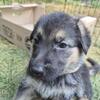 Pure German shepherd puppies
