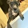 Blue Heeler for REHOMING