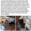 Presa x Cane Corso