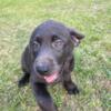Charcoal lab female (dark gray) AKC READY TO GO HOME NOW! FATHERS DAY SALE