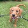 Mini labradoodles