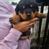 Male Rottweiler Puppy (Blue Collar)