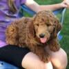 Miniature Labradoodle