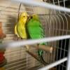 English Budgies bonded proven pair