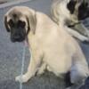 English Mastiff pups