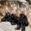 Yorkies