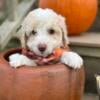 Lily - female mini newfypoo puppy - 10 weeks old - ready to go! - miniature poodle / mini newfypoo mix  