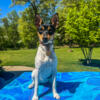 Female  AKC INTACT Toy Fox Terrier