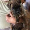 AKC brindle female boxer pup