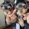 Quality Bred Family Raised Yorkies