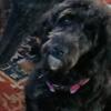 Female Black Goldendoodle 