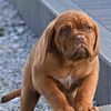 Dogue de Bordeaux Taurus Usharon daugter