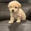 Maltipoo Puppies Looking for Their Fur Ever Homes