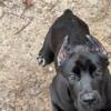 Cane Corso for sale