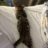 3.5 Month Old Female Bengal Kitten 600$