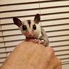 Sugar Glider Baby's with lineage