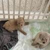 AKC Registered Toy Poodle