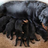PUREBRED ROTTWEILER PUPPIES
