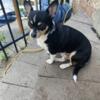 Adult Retired Black Tri Chihuahua Female for Re-Homing