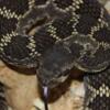 1.0 Southern Pacific Rattlesnake