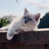 Blue mitted Ragdolls