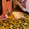 SOLD: SEAL MINK SMOKE MALE