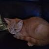 Kittens Available