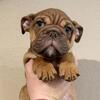 Chocolate Fawn Female English Bulldog Puppy