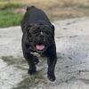 AKC Male English Bulldog STUD