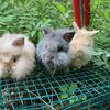 Lionhead Rabbits