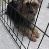 1Yr CKC Old Female Yorkie. I’m a sweetheart🥰🥰
