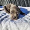 Lowered Price.. Rdy to go!! 1 male 1 female.. PureBred BlueNose Pitty Pups!!