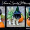 Poodle Newfoundland Newfypoo Puppies* Shots, Chipped & More