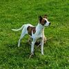 Staffordshire x Whippet mix FREE MUST GO 