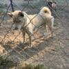 Shiba inu mix puppies