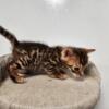 2 PUREBRED BENGAL kittens for SALE OR TRADE