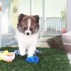 Crockett-Bold Little Toy Pomeranian Puppy
