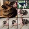 2 female German shepherd