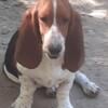 Basset hounds for sale