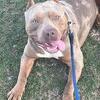 American bully 