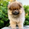 Pomeranian Toy Girl Available (4 months old)