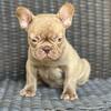 LCF: French bulldog puppy boy 2