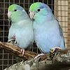 Parrotlet breeders